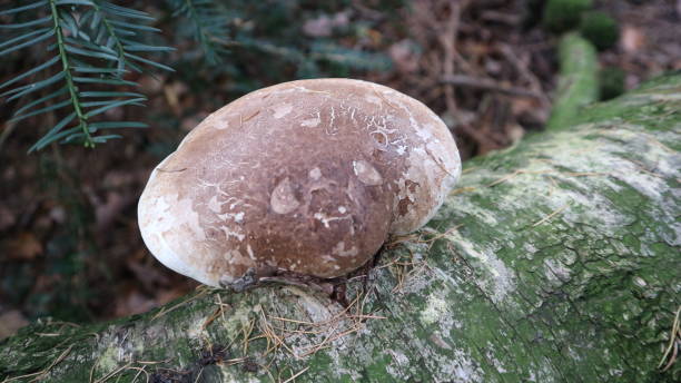 ドイツの森のキノコ - magic mushroom moss autumn outdoors ストックフォトと画像