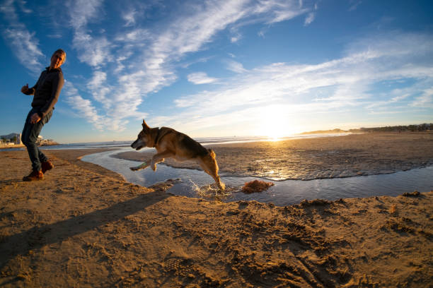 istock Senior Dog by the sea 1285647442