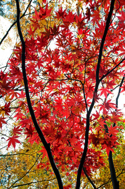 żywe czerwienie na początku zimy w dorset w listopadzie - maple tree autumn tree vibrant color zdjęcia i obrazy z banku zdjęć