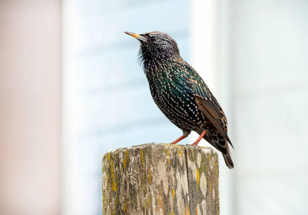 Autumn leaves, empty beach huts and beaches, golden colours, new winter plumage of this Starling perched on a post and muted grey weather announce the onset of winter in Dorset during November