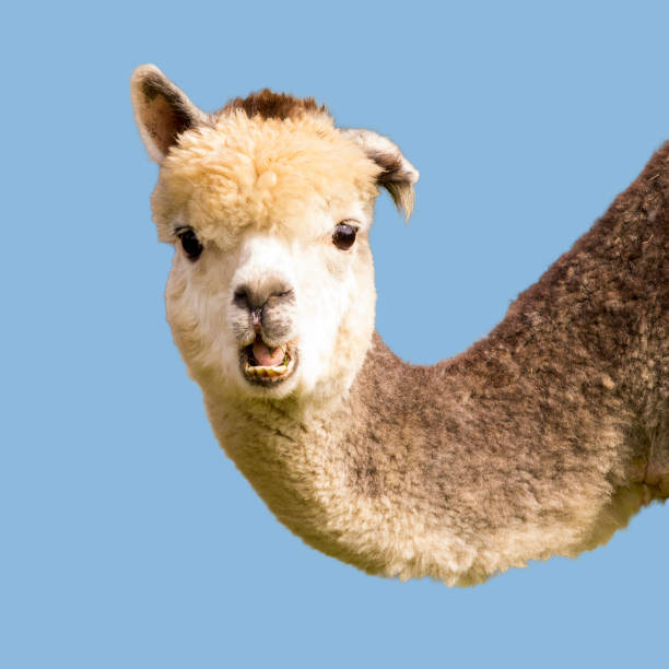 istock Funny alpaca llama isolated on blue background 1285650166