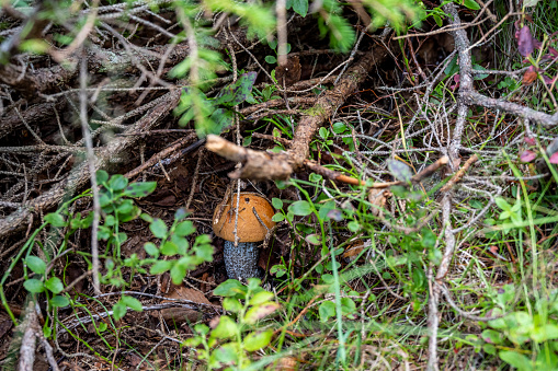 forest mushrooms in tall grass after rain