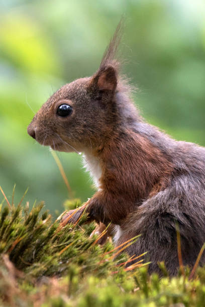 istock Curious Eurasian red squirrel (Sciurus vulgaris) in the forest 1285650292