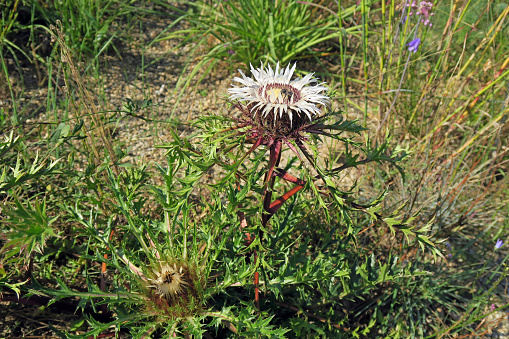 Carlina acaulis with bee, the stemless carline thistle, silver thistle or dwarf carline thistle, is a perennial dicotyledonous flowering plant in the family Asteraceae, native to alpine regions of Central and Southern Europe.