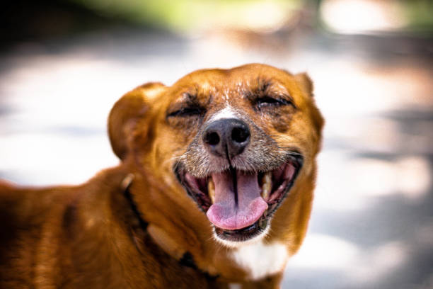 istock Smiling puppy dog in a sunny day 1285651152