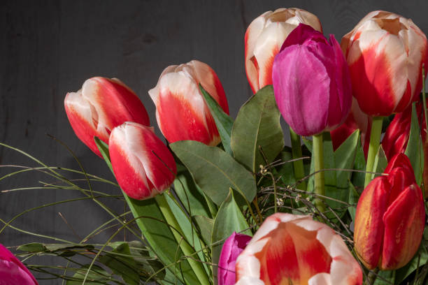 istock red tulip in the field, tulips red white 1285651387