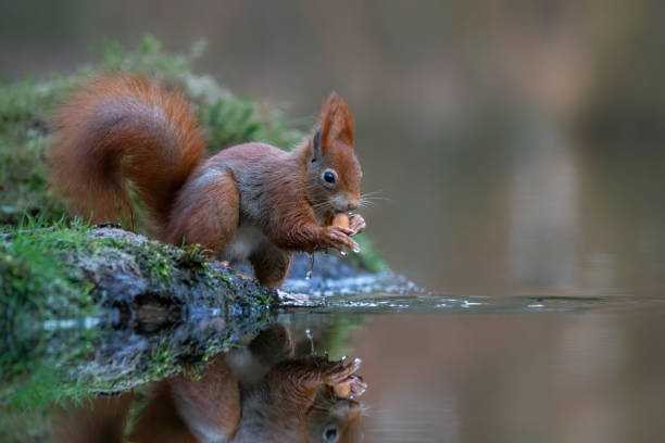 cute hungry red squirrel (sciurus vulgaris) eating a nut - red squirrel vulgaris animal imagens e fotografias de stock
