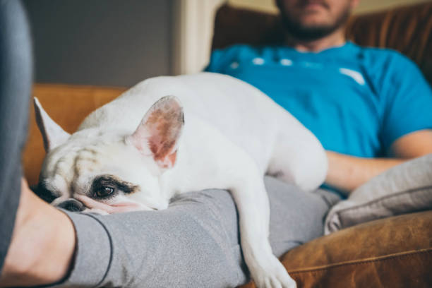 istock Spending time at home with dog during lockdown 1285651435