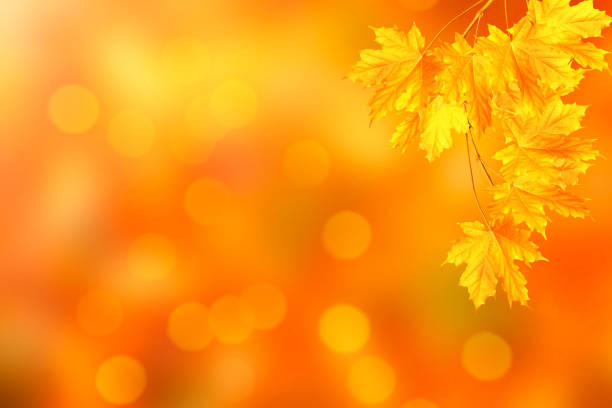 istock autumn bright colorful leaves 1285652057