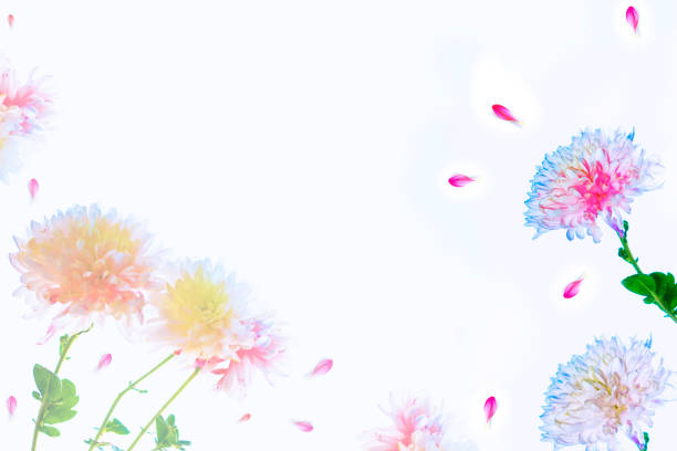 Colorful autumn flowers of chrysanthemum on a white background. nature