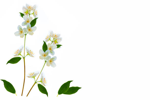 branch of jasmine flowers isolated on white background. nature