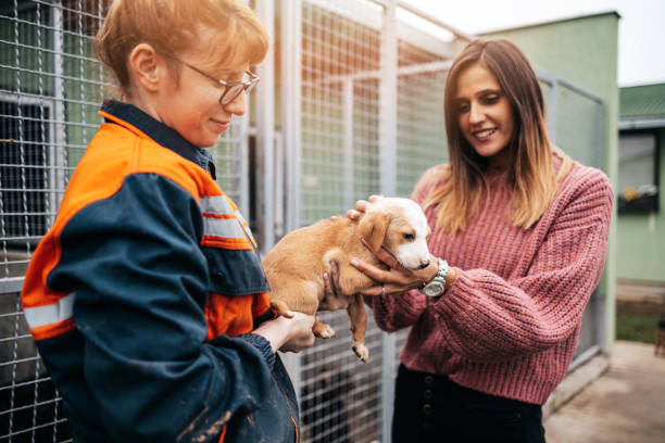 istock Young woman with worker choosing which dog to adopt from a shelter. 1285652492