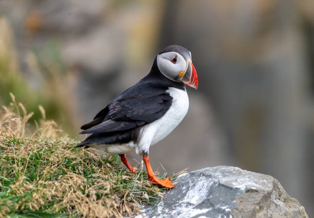 istock The Atlantic puffin, also known as the common puffin 1285653739