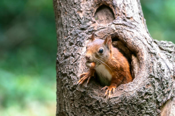 istock Eurasian red squirrel (Sciurus vulgaris) looks outside a hollow tree 1285653821