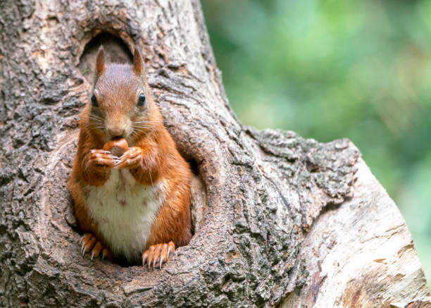 istock Eurasian red squirrel (Sciurus vulgaris) looks outside a hollow tree 1285653823