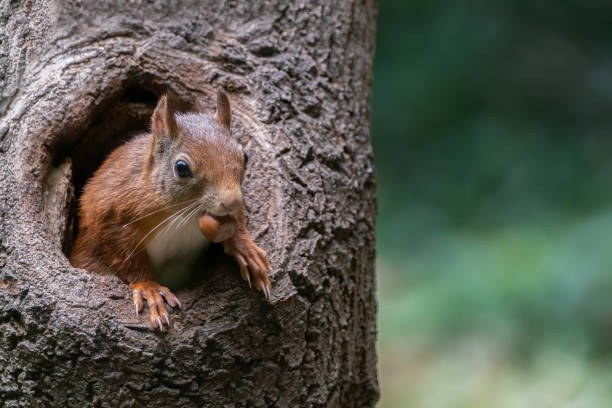 istock Eurasian red squirrel (Sciurus vulgaris) looks outside a hollow tree 1285653847
