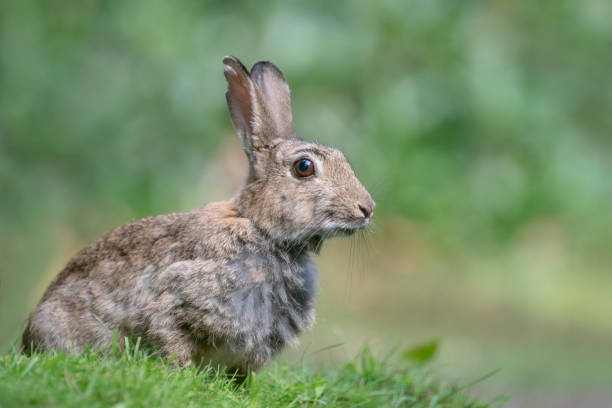 istock Close-up of a European Rabbit (Oryctolagus cuniculus) 1285653877