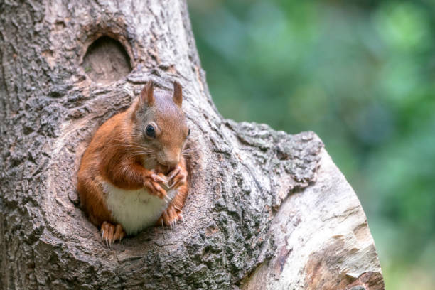 istock Eurasian red squirrel (Sciurus vulgaris) looks outside a hollow tree 1285653884