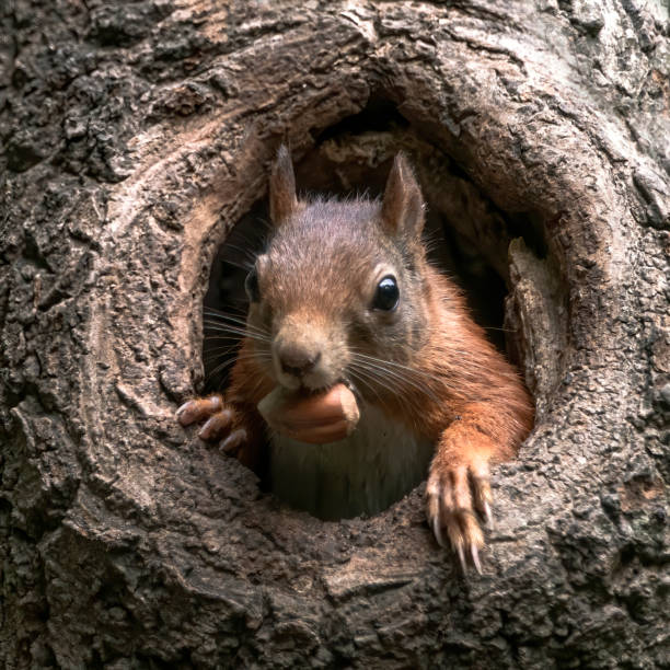 istock Eurasian red squirrel (Sciurus vulgaris) cautiously peeks out of the hole tree 1285654507
