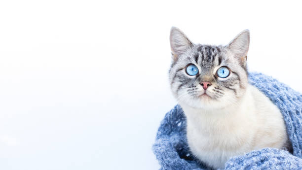 istock The cat with blue eyes on a white background 1285655210