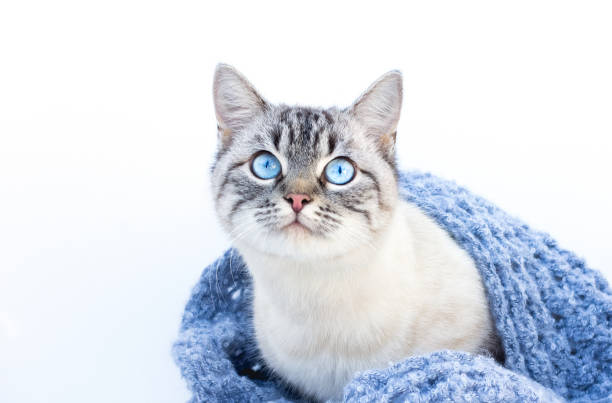 istock The cat with blue eyes on a white background 1285656117