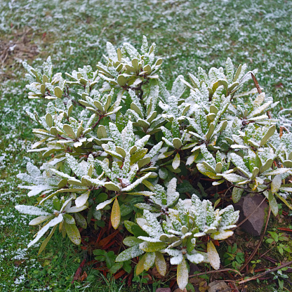 Frost on the uncovered rhododendron, outdoor shot