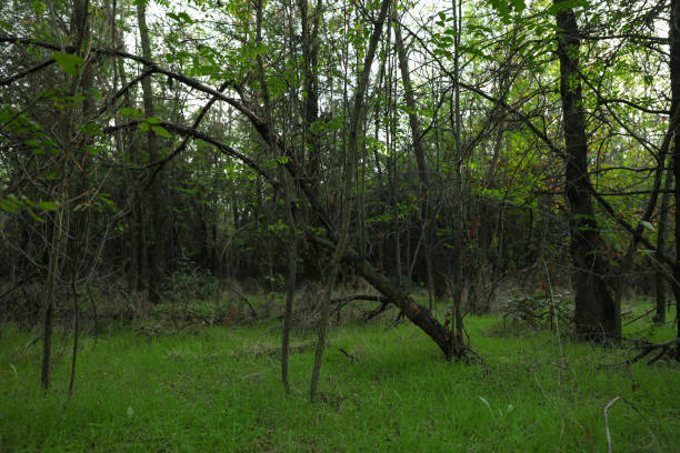 istock Forest with fresh green leaves and grass 1285656337
