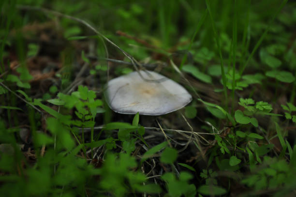 Fresh forest mushroom in green grass, close up