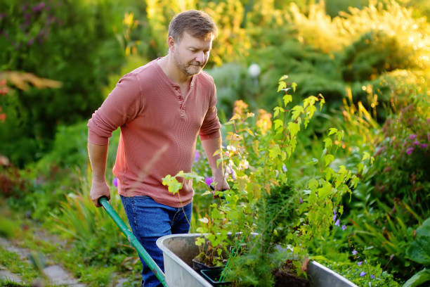 guapo jardinero empujando carretilla con plantas en el patio trasero. trabajo de temporada de primavera en el jardín. la persona va a plantar árboles. jardinería. - 11305 fotografías e imágenes de stock