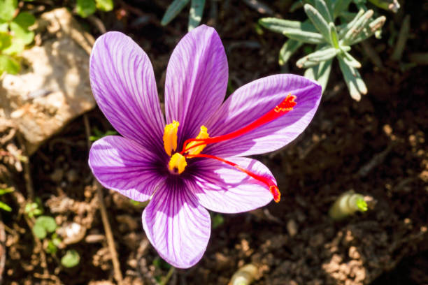 izolowany krokus szafranowy z czerwonymi stygmatami - saffron crocus spring nature crocus zdjęcia i obrazy z banku zdjęć