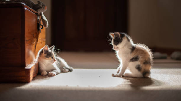 istock Kittens at their new home 1285658698