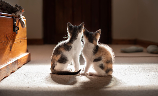 Rear view shot of two kittens sitting together on floor at home