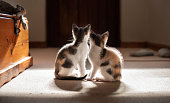 Two kittens sitting together