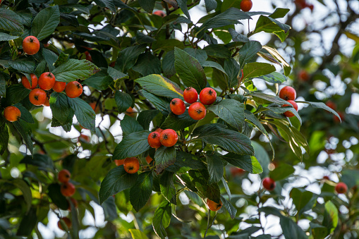 Close-up red-orange fruits of possibly Mexican Hawthorn (Crataegus mexicana) common names tejocote, manzanita tejocotera in public city park Krasnodar or 'Galitsky'. Landscape park in sunny autumn