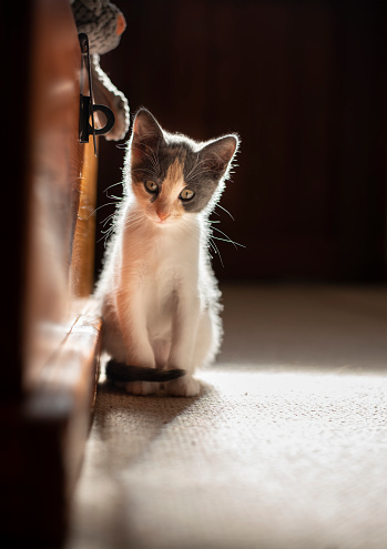 Shot of a cute kitten sitting by a wooden box looking at camera while at home