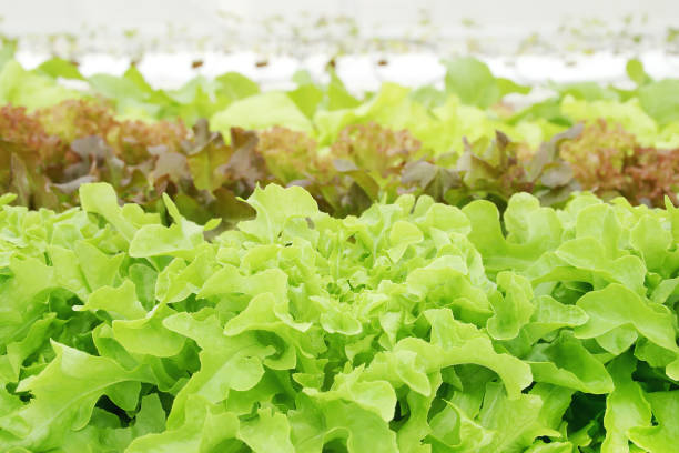 istock Fresh Organic Vegetables in Hydroponic Greenhouse 1285658821