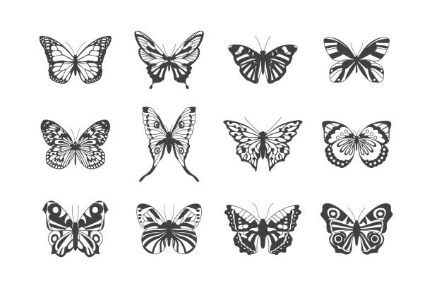 Line butterfly shapes set of black and white vector illustrations isolated. Line filigree ornamental butterfly shapes set, cartoon flat black and white vector illustration isolated on white background. Bundle of stencils in butterfly form. butterfly tattoo stencil stock illustrations