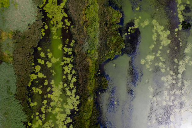 istock aerial view marsh in hungary 1285660870