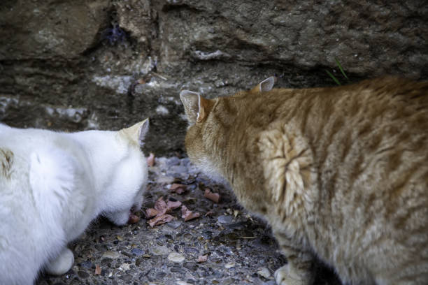 gatti randagi che mangiano per strada - domestic cat animals feeding pet food food foto e immagini stock