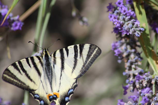 istock Butterfly on a branch of lavender 1285663927