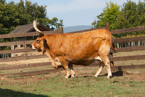 Cow bull standing on meadow during golden hour at evening in Basque Country, Spain