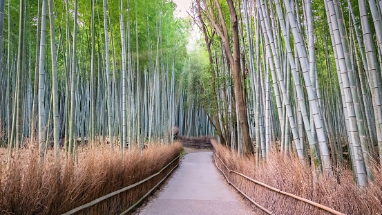 Walkway through famous Arashiyama Bamboo Forest in early morning light after sunrise in Autumn Season. Arashiyama Bamboo Forest Panorama. Kyoto, Japan, East Asia, Asia