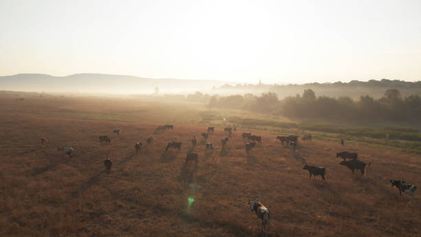 istock Aerial view of summer glade. 1285665566