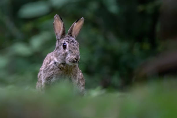 istock Close-up of a European Rabbit (Oryctolagus cuniculus) 1285665787