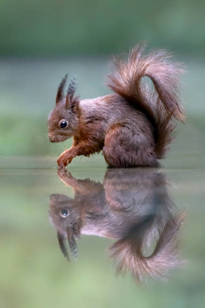 istock Eurasian red squirrel (Sciurus vulgaris) eating a hazelnut in a pool of water 1285665886