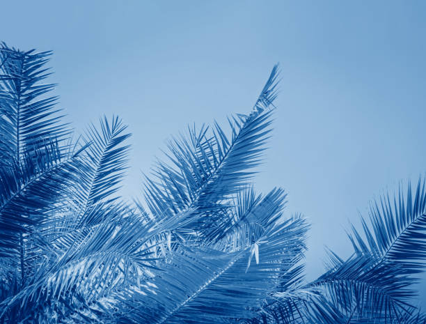 istock Toned palm leaves in classic blue color against blue background 1285666809
