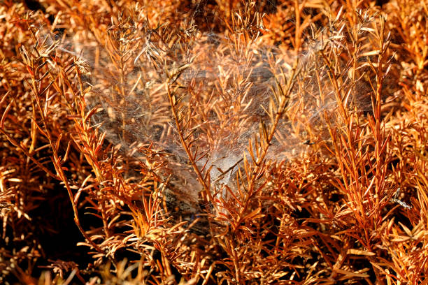Coniferous spruce or pine tree branch covered with spider net in forest or park on sunny day. Tree with spiderweb. Plant disease