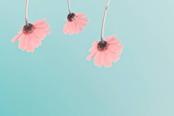 istock Defocused pink flowers onmint background 1285667828
