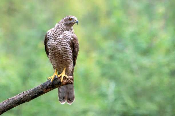 istock Beautiful Northern Goshawk juvenile (Accipiter gentilis) on a branch 1285668063