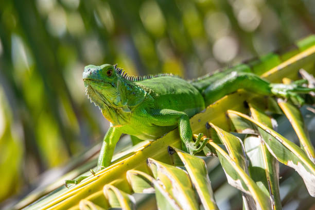 iguana verde - claw rainforest outdoors close up foto e immagini stock